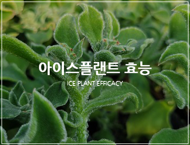 감귤이야기